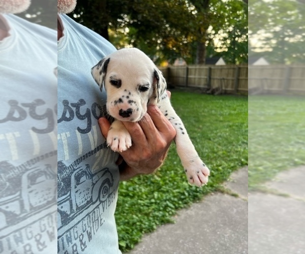 Medium Photo #6 Dalmatian Puppy For Sale in WEBSTER, NY, USA
