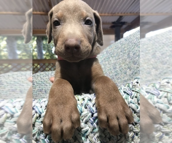 Medium Photo #1 Doberman Pinscher Puppy For Sale in BARNETT, MO, USA