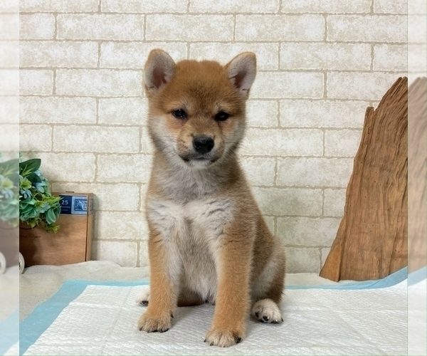 Medium Photo #6 Shiba Inu Puppy For Sale in MIAMI, FL, USA