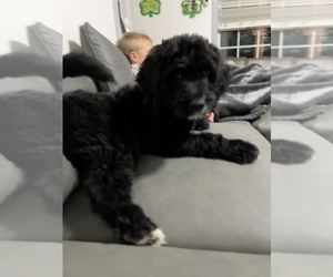 Aussiedoodle Puppy for sale in CANFIELD, OH, USA