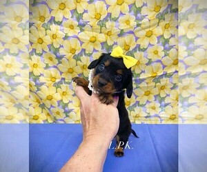 Dachshund Puppy for sale in WINNSBORO, LA, USA