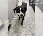 Small Boxador
