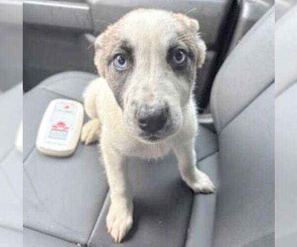 Medium Photo #1 Siberian Husky-Unknown Mix Puppy For Sale in Houston, TX, USA