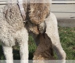 Small Photo #5 Goldendoodle-Poodle (Standard) Mix Puppy For Sale in EMMETT, ID, USA