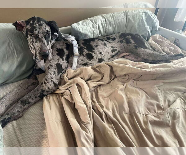 Medium Photo #3 Great Dane Puppy For Sale in Bullard, TX, USA