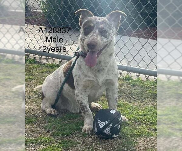 Medium Photo #2  Puppy For Sale in , 