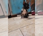 Small Photo #2 French Bulldog Puppy For Sale in PANAMA CITY BEACH, FL, USA