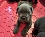 Small #1 Cane Corso
