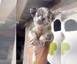 Small #4 French Bulldog