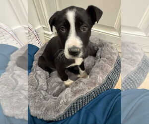 Border Collie-Unknown Mix Dogs for adoption in Dana Point, CA, USA