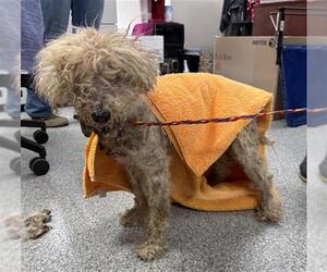 Poodle (Miniature) Dogs for adoption in Pasadena, TX, USA