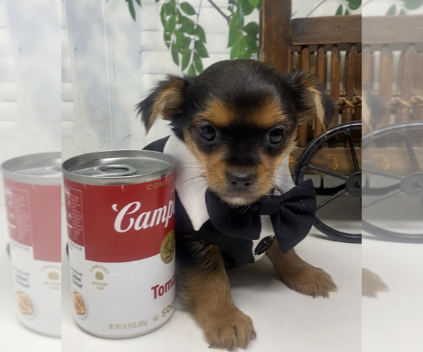 Medium Photo #10 Shorkie Tzu Puppy For Sale in SELLERSBURG, IN, USA