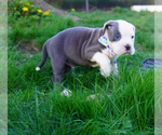 Small #2 American Bully