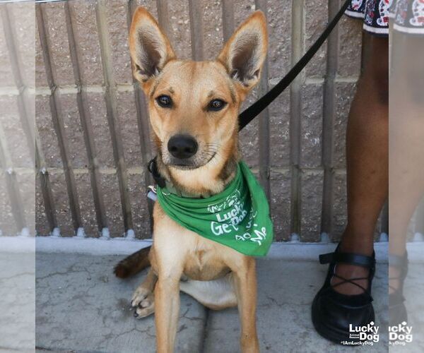 Medium Photo #2 Mutt Puppy For Sale in Washington, DC, USA