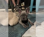 Small #9 French Bulldog