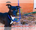 Small #5 American Staffordshire Terrier-Boston Terrier Mix