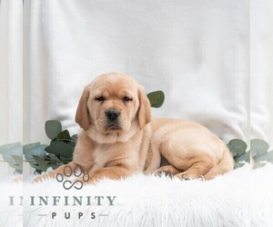 Golden Retriever-Vizsla Mix Puppy for sale in PORT TREVORTON, PA, USA