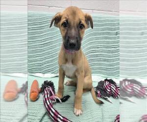 Labrador Retriever-Unknown Mix Dogs for adoption in Grovetown, GA, USA