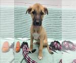 Small Labrador Retriever Mix