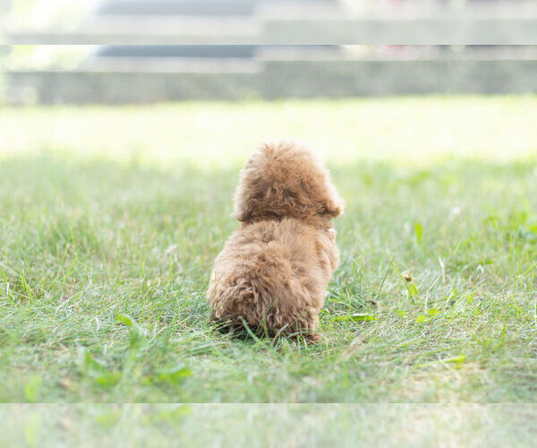 Medium Photo #7 Poodle (Miniature) Puppy For Sale in WARSAW, IN, USA