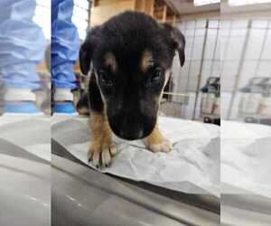 Mutt Dogs for adoption in Calgary, Alberta, Canada