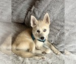 Small Photo #31 Pomsky Puppy For Sale in LOVELAND, CO, USA
