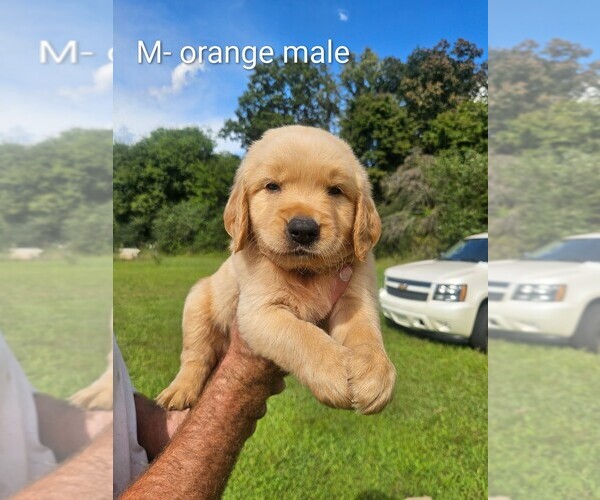 Medium Photo #4 English Cream Golden Retriever Puppy For Sale in BRYANT, AL, USA