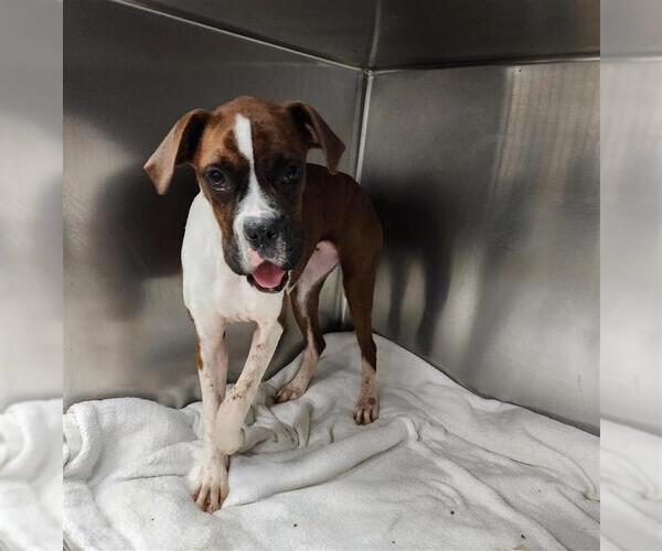 Medium Photo #2 Boxer Puppy For Sale in Austin, TX, USA