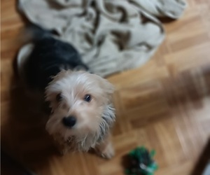 Yorkshire Terrier Dogs for adoption in GRIFFIN, GA, USA