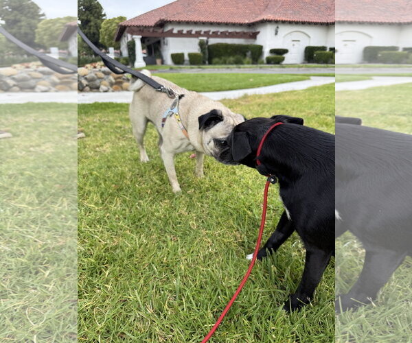 Medium Photo #4 Pug-Unknown Mix Puppy For Sale in Lake Elsinore, CA, USA