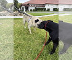 Small #3 Pug Mix