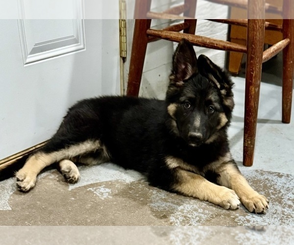 Medium Photo #4 German Shepherd Dog Puppy For Sale in BRIGHTON, CO, USA