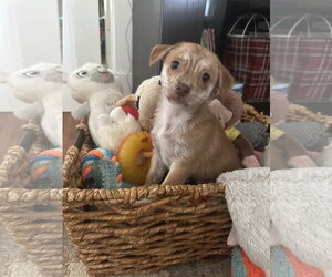 Chihuahua-Unknown Mix Dogs for adoption in Forest, VA, USA