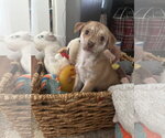 Hobbes - Male Chihuahua-Unknown Mix Dog for Adoption - Small photo