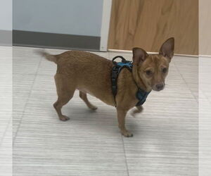 Bambi  [bonded to Sheba] - Female Chihuahua-Unknown Mix Dog for Adoption - Photo #14