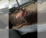 Small #5 Doberman Pinscher
