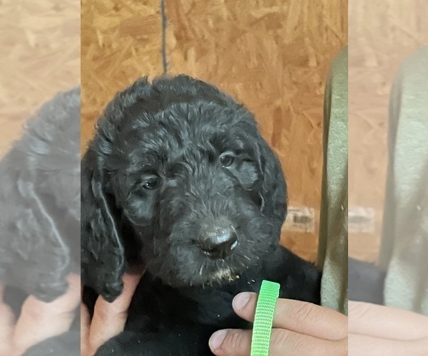 Medium Photo #4 Labradoodle Puppy For Sale in CANTON, SD, USA
