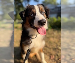 Australian Shepherd-Unknown Mix Dogs for adoption in Minneapolis, MN, USA