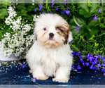 Small #3 Shih Tzu