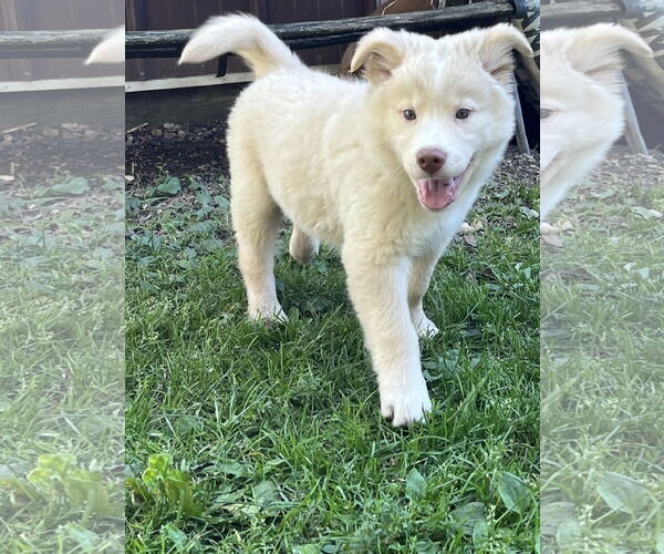 Medium Photo #3 Chow Chow-Siberian Husky Mix Puppy For Sale in Waseca, MN, USA