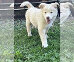 Small #2 Chow Chow-Siberian Husky Mix