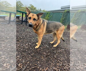German Shepherd Dog-Unknown Mix Dogs for adoption in Waterford, VA, USA