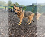 RUVIA - Female German Shepherd Dog-Unknown Mix Dog for Adoption - Small photo