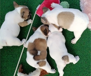 French Bulldog Puppy for Sale in Budapest, Budapest Hungary
