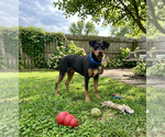 Small #1 Doberman Pinscher Mix