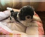 Small Photo #1 Shih Tzu Puppy For Sale in ROGERSVILLE, AL, USA