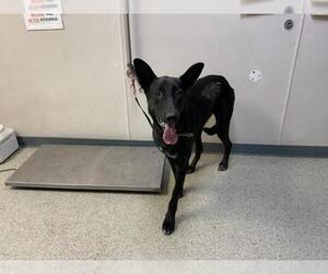 German Shepherd Dog-Unknown Mix Dogs for adoption in Visalia, CA, USA