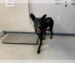 Small German Shepherd Dog Mix