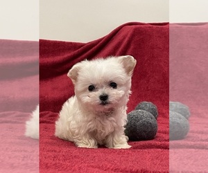 Japanese Spitz-Poodle (Toy) Mix Puppy for sale in CASTRO VALLEY, CA, USA