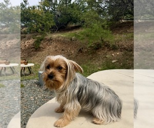 Mother of the Yorkshire Terrier puppies born on 06/26/2026